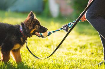 Pet-friendly community with dog park