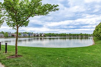 A tree stands in a grassy field next to a lake