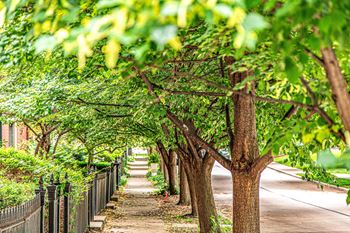 A tree-lined pathway in a park