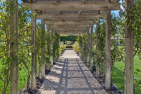 Walnut Creek apartment for rent - Walkway with a pergola with trees on both sides at Walnut Creek Manor Apartments in Walnut Creek, CA