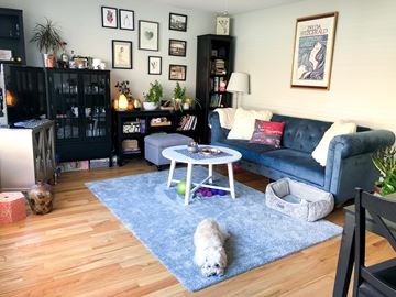 Chicago apartment for rent - A dog is sitting on a rug in a living room.