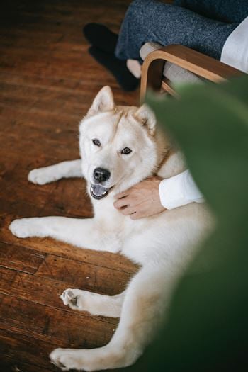 Pet friendly