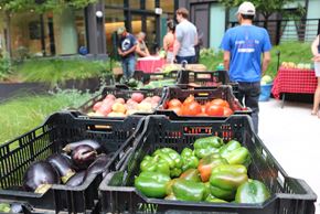 Arlington apartment for rent - A table full of vegetables including peppers and eggplants.