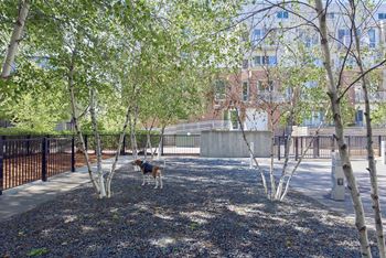 Dog park