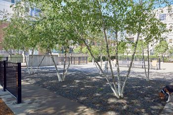 Dog park