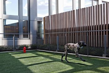 Dog park