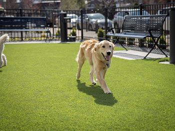 Bark park & pet spa