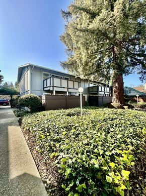 Mountain View apartment for rent - a house with a tree and a sidewalk in front of it