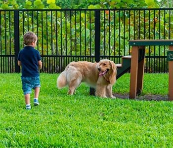 Community dog park
