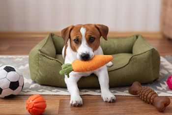 Pet-friendly community