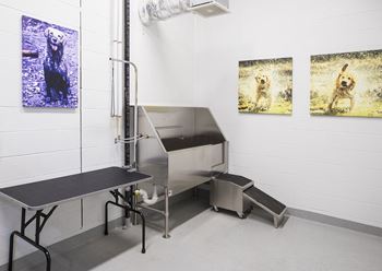 Hello apartments dog wash station for pet care
