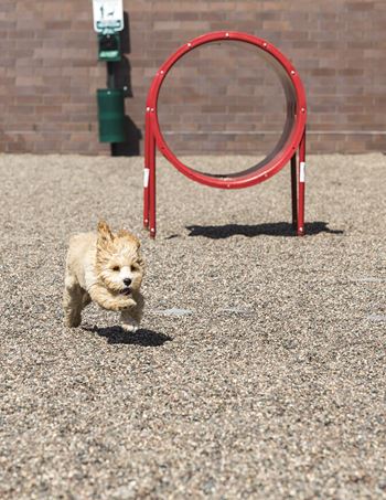 Hello apartments private dog park