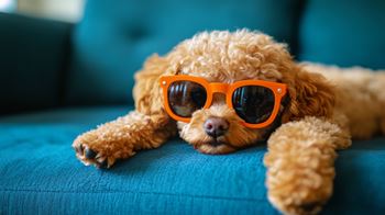 Harmony garden apartments pet-friendly senior living