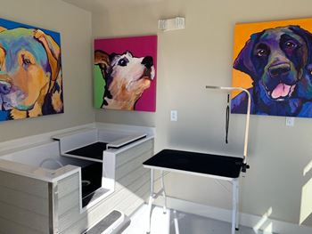 Pet washing and grooming station