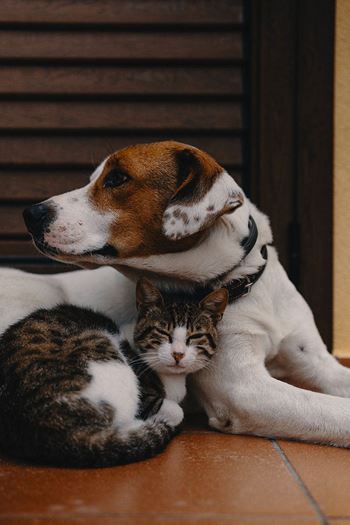 Pet friendly