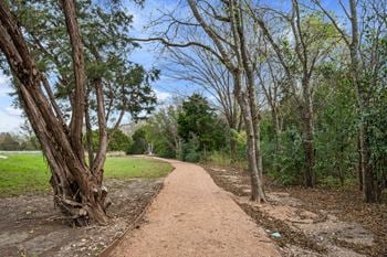 Forest walking trail
