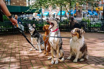 Pet friendly units