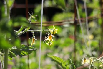 Community garden