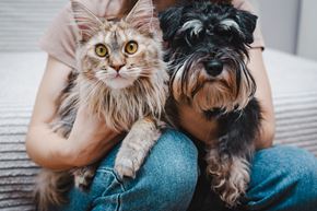 Alexandria apartment for rent - A person is holding a fluffy cat and a small dog.
