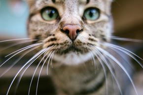 Silver Spring apartment for rent - A close up of a cat's face with its whiskers prominently displayed.