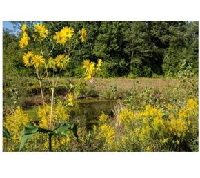 Madison apartment for rent - a field of yellow sunflowers next to a body of water