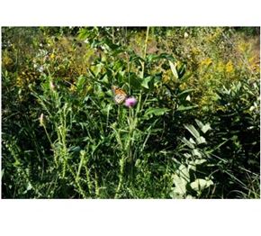 Madison apartment for rent - a butterfly sitting on a flower in a field
