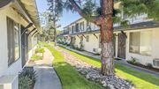 Temple City multi-family for rent - A tree stands in a grassy area between two buildings.