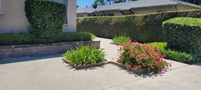 Arcadia multi-family for rent - A green plant is in a planter with pink flowers.