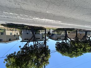 Carson multi-family for rent - A tree is reflected in a puddle on the ground.