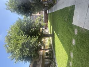 Pasadena multi-family for rent - A green wall with a tree in the background.
