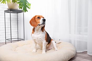 Pet-friendly community