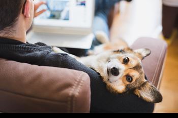 Pet-friendly community
