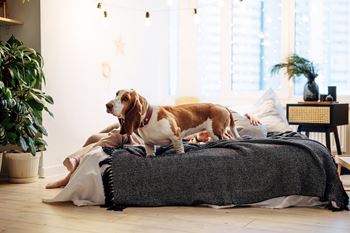 Pet-friendly community