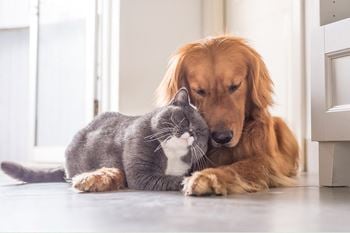 Pet friendly community
