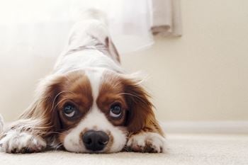 Pet friendly community