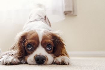 Pet-friendly community