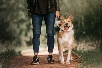 Pet friendly