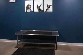 Pet wash station
