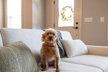 Pet friendly community