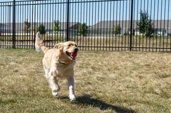 Dog park