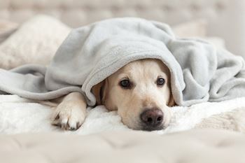Pet-friendly community