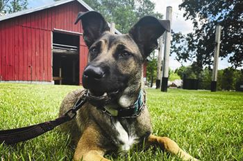 Pet friendly community