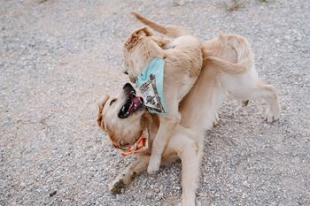 Pet friendly community