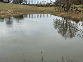 Richmond apartment for rent - a pond with two ducks swimming in it