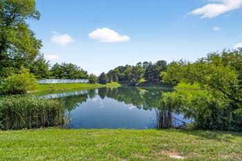 Lake view