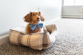 Pet friendly community