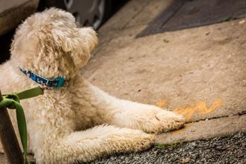 Pet-centric community with a pet washing station and rooftop potty pad