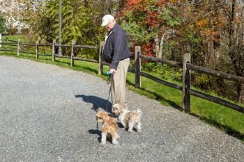 Dog friendly community