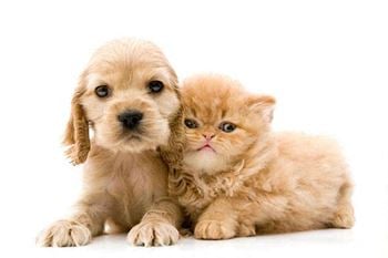 Pets welcome