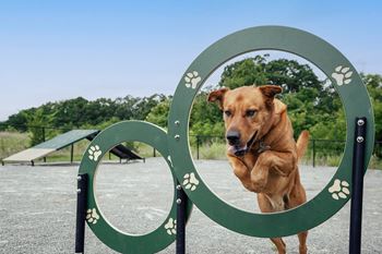 A dog is standing in a green ring with paw prints.